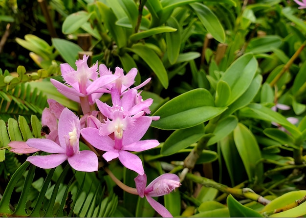 Fiore di orchidea Epidendrum viola nel giardino