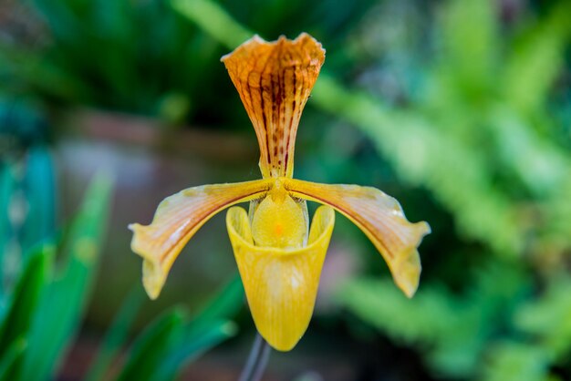 fiore di orchidea gialla nel mio giardino