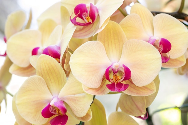 Fiore di orchidea giallo phalaenopsis