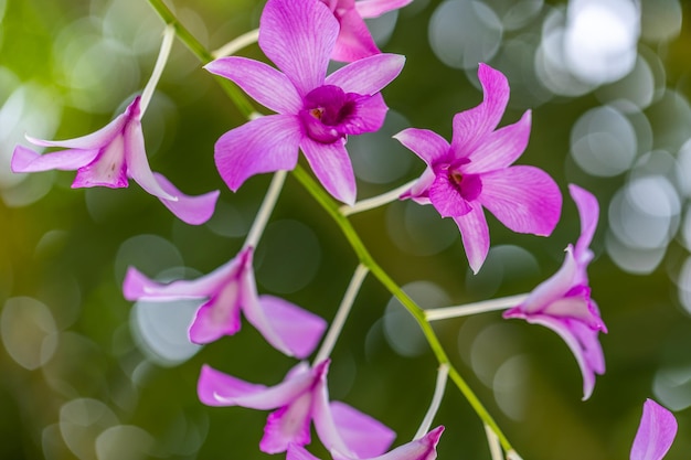 Fiore di orchidea in bianco e nero in giardino primavera estate giorno. Orchidea Phalaenopsis. Natura monocromatica