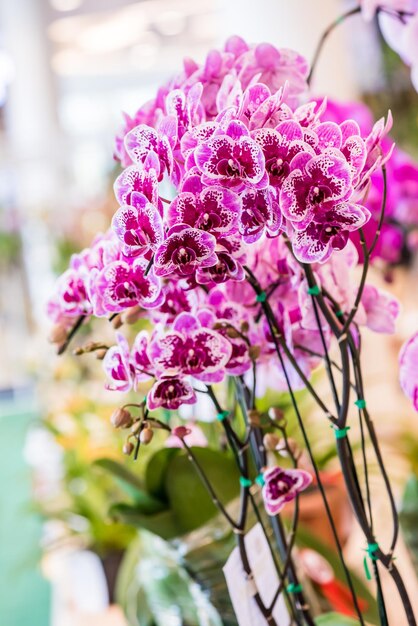 fiore di orchidea in fiore nel giardino