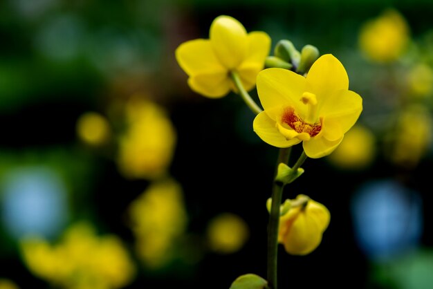 fiore di orchidea in fiore nel giardino