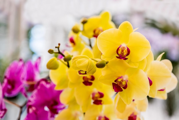 fiore di orchidea in fiore nel giardino