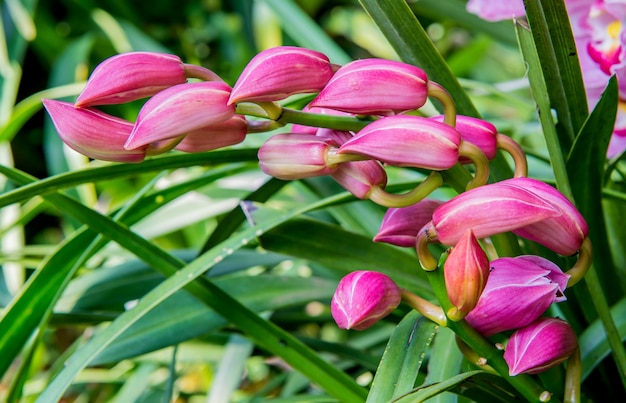 fiore di orchidea in fiore nel giardino