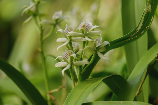 Fiore di orchidea in fiore