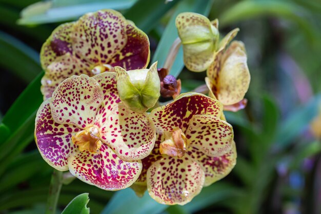 Fiore di orchidea in giardino in inverno o in primavera. Vanda orchidaceae