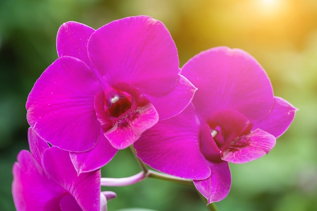 Fiore di orchidea in giardino in inverno o in primavera.