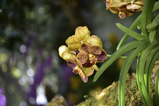 Fiore di orchidea in giardino in inverno