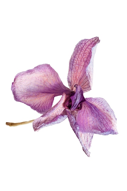 Fiore di orchidea isolato