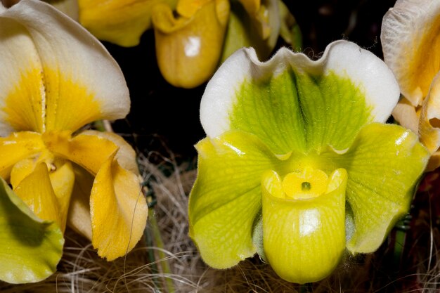 fiore di orchidea macro da vicino