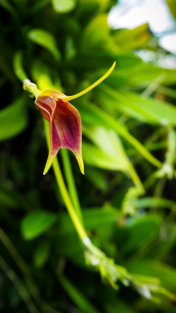 Fiore di orchidea masdevallia infracta nei giardini botanici di Singapore