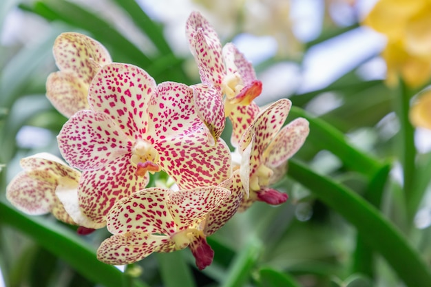 Fiore di orchidea nel giardino delle orchidee