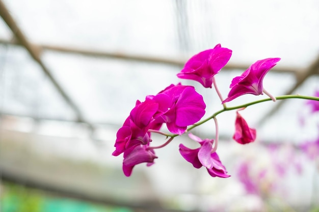 Fiore di orchidea nel giardino di orchidee in inverno o in primavera Fiore di orchidea per bellezza da cartolina e design agricolo Bellissimo fiore di orchidea in giardino in piena fioritura in fattoria sulla natura verde sfondo sfocato