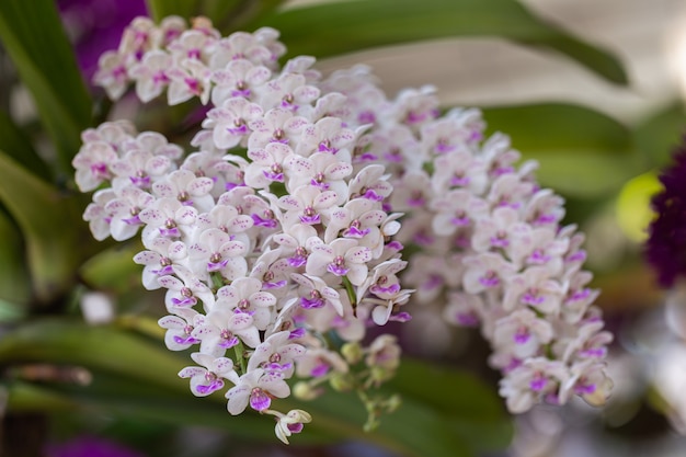 Fiore di orchidea nel giardino di orchidee in inverno o in primavera.