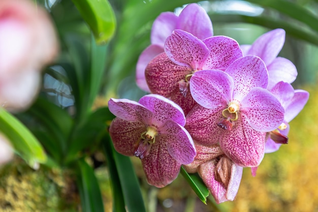 Fiore di orchidea nel giardino di orchidee in inverno o in primavera