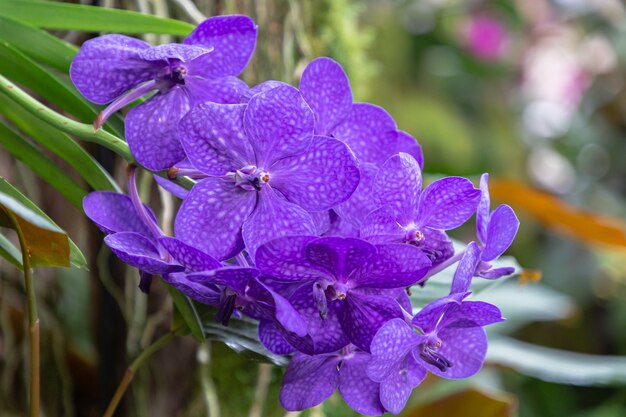 Fiore di orchidea nel giardino di orchidee in inverno o in primavera