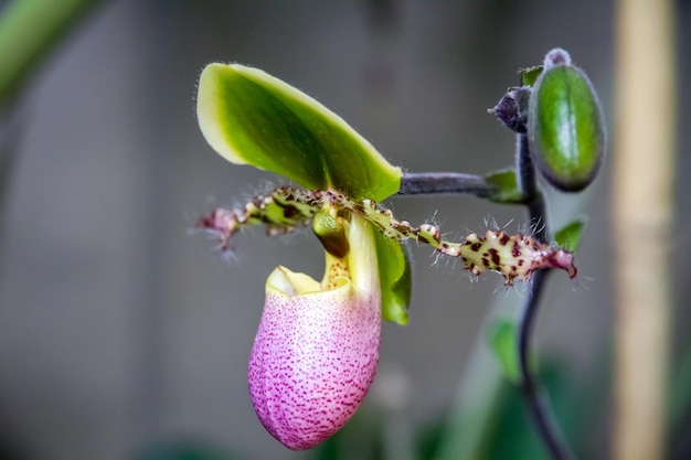 Fiore di orchidea Paphiopedilum americano ibrido