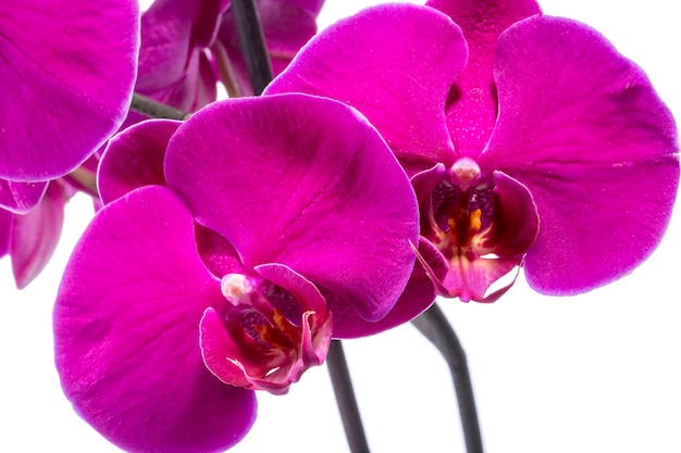 Fiore di orchidea phalaenopsis close-up su uno sfondo bianco