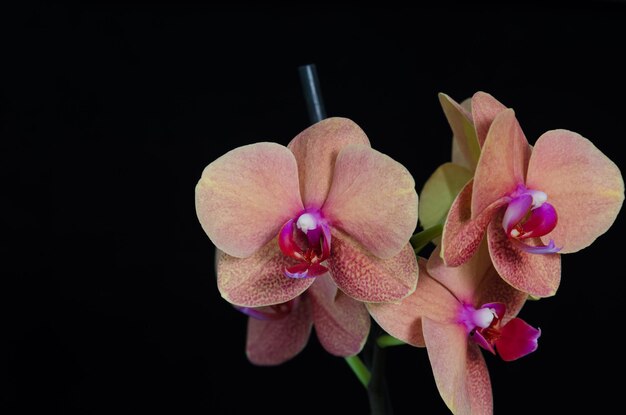 Fiore di orchidea phalaenopsis color pesca su sfondo nero