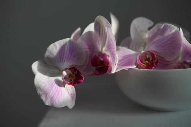 Fiore di orchidea phalaenopsis rosa in ciotola bianca su interno grigio Messa a fuoco morbida selettiva Natura morta minimalista Luce e ombra natura sfondo orizzontale