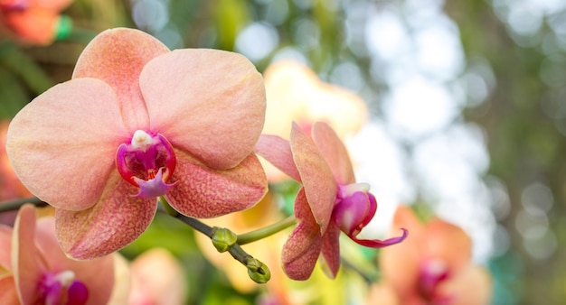 Fiore di orchidea Phalaenopsis