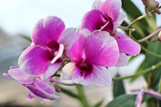 fiore di orchidea rosa in tropicale