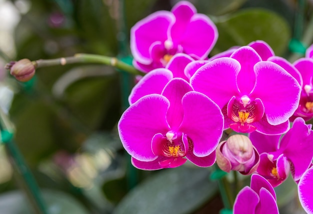 fiore di orchidea rosa phalaenopsis