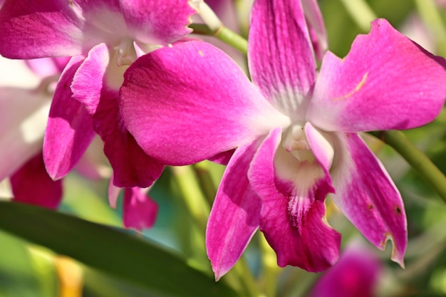 Fiore di orchidea rosa tropicale