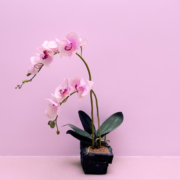 Fiore di orchidea su un muro di sfondo rosa