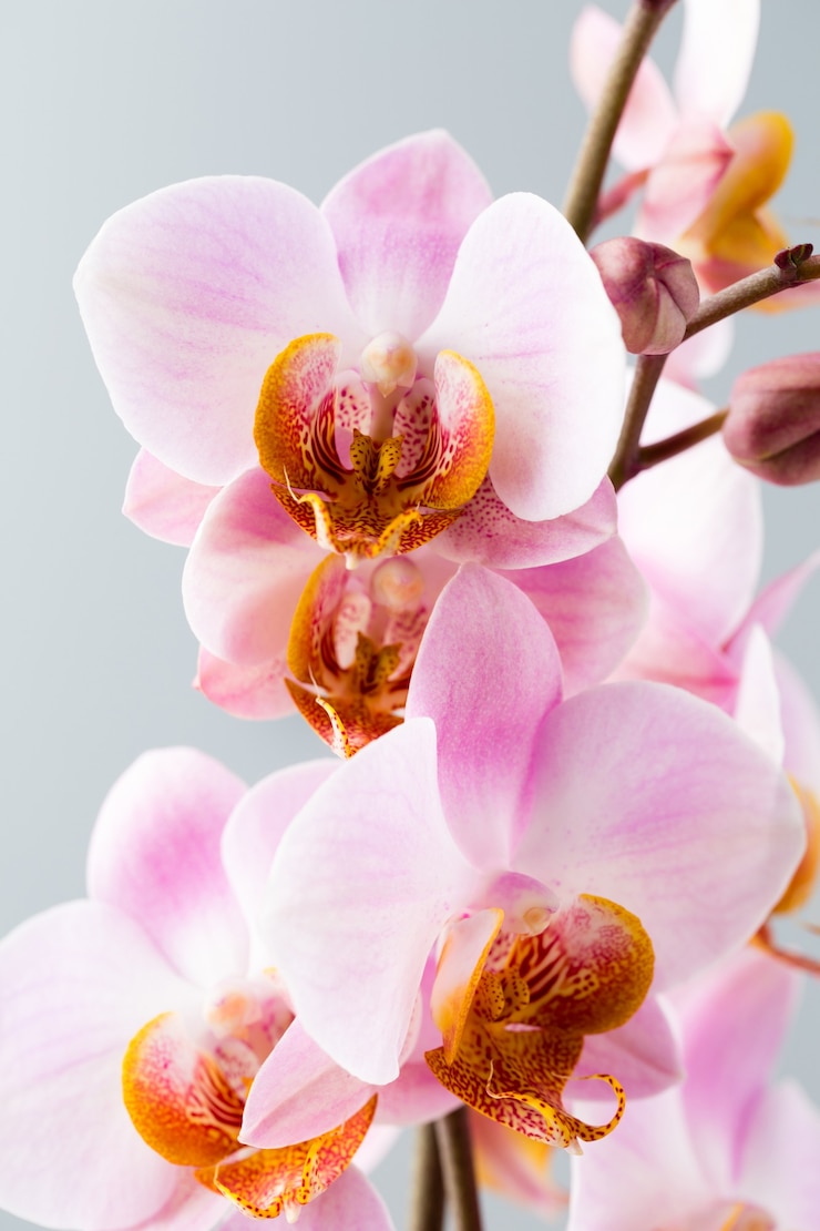 Foto fiore di orchidea sullo sfondo grigio.