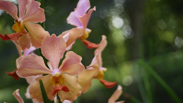 Fiore di orchidea tropicale nel giardino di primavera, fogliame lussureggiante soleggiato. Fiore floreale esotico naturale