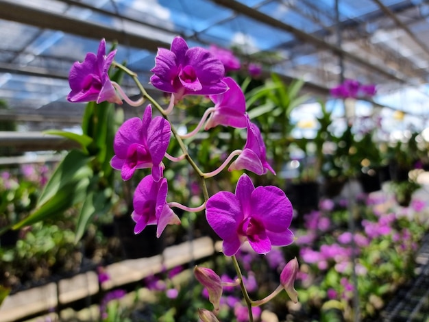 Fiore di orchidea viola in giardino