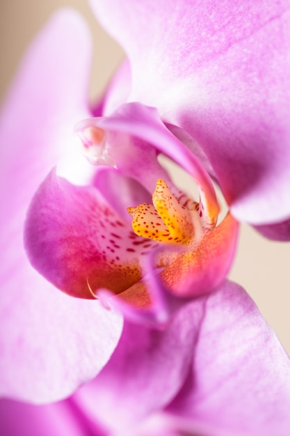 Fiore di orchidea viola molto vicino come sfondo