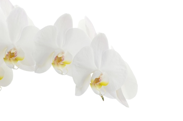 Fiore di orchidee bianche isolato su sfondo bianco