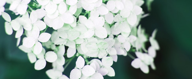 Fiore di ortensia bianca con spazio per la copia su uno sfondo di foglie verdi nel banner del giardino