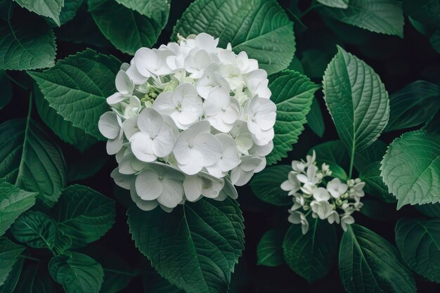 fiore di ortensia di colore bianco con foglie verdi sullo sfondo