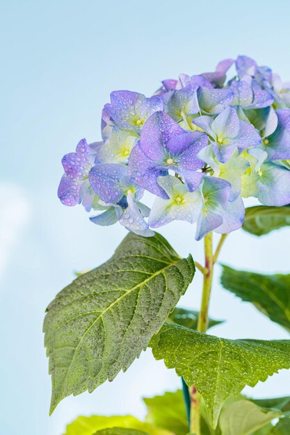 Fiore di ortensia in fiore viola