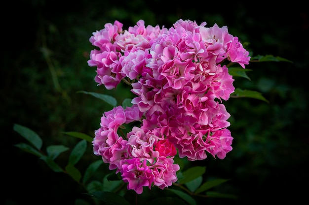 Fiore di ortensia nella giornata di sole. Ortensie rosa in piena fioritura....