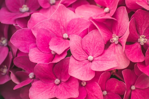 Fiore di Ortensia rosa (Hydrangea macrophylla)