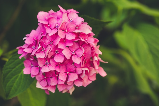 Fiore di ortensia rosa in fiore