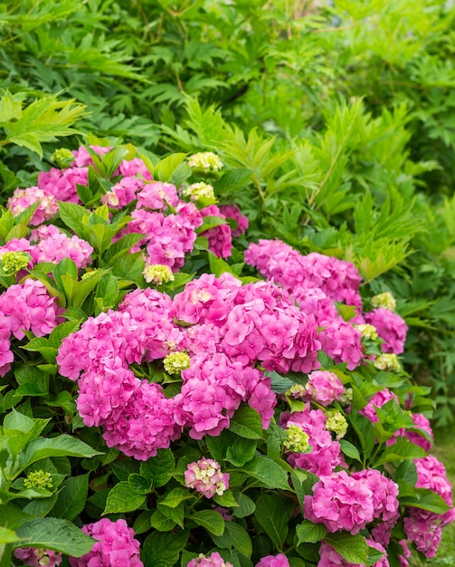 Fiore di ortensie in giornata di sole. Pianta di ortensia in fiore. Pink Hydrangea macrophylla che fiorisce in primavera e in estate in un giardino.