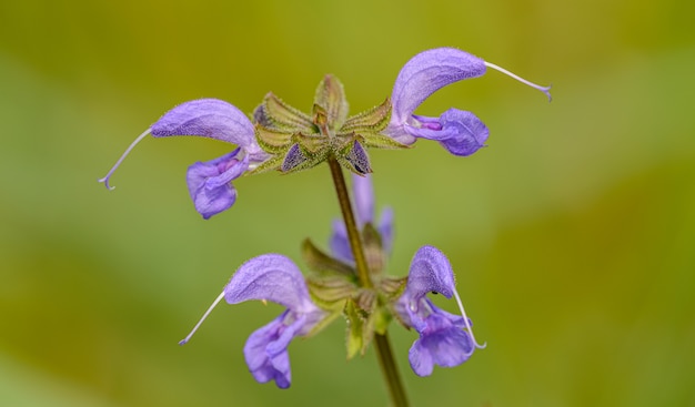 fiore di ortica morta viola dettaglio