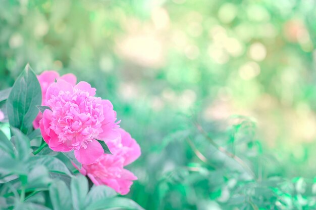 Fiore di Paeonia officinalis Bouquet di peonie rosa fresche Bellissimi fiori di peonia rosa in giardino Peonia rosa in fiore