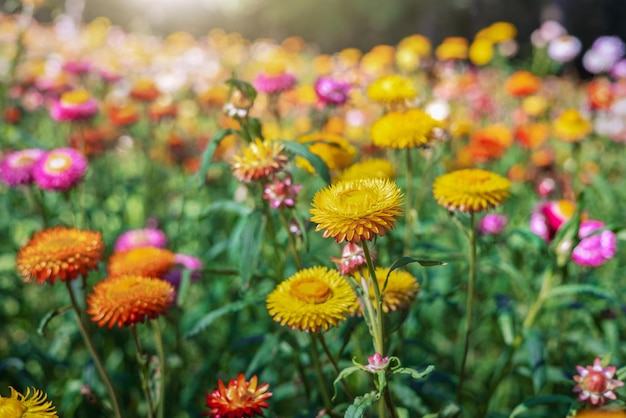 Fiore di paglia colorato con il sole al parco