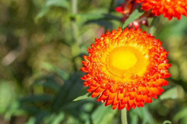 Fiore di paglia Macro naturale