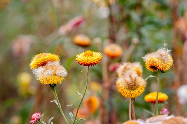 fiore di paglia nel mio giardino