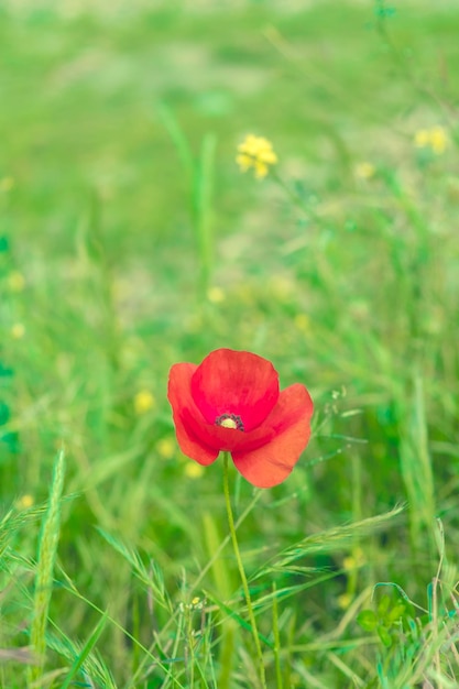 Fiore di Papaver rhoeas o noto come papavero solitario in crescita in un campo estivoPapaver rhoeas