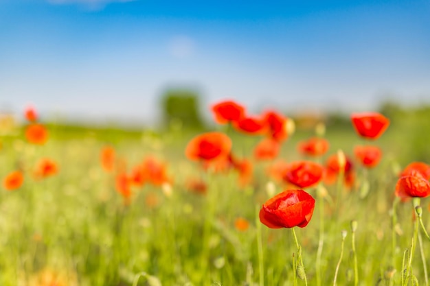 Fiore di papavero in fiore su sfondo fiori di papaveri. Primo piano della natura, scenico variopinto