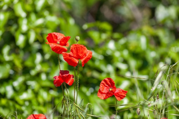 Fiore di papavero in fiore su sfondo naturale