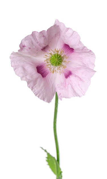 Fiore di papavero isolato su sfondo bianco Singolo papavero rosa da oppio Papaver somniferum Tracciato di ritaglio